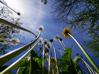 Shutterstock_2313229753_dandelions_pienenes.jpg