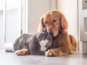 shutterstock_646123102_dog and cat_suns un kaķis.jpg