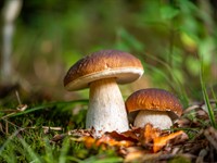 Shutterstock_2372492611_boletus edulis_baravika (1).jpg