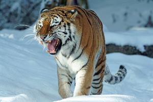 tiger-pix.jpg