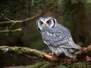 Shutterstock_229895983_owl_pūce.jpg