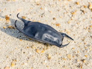 shutterstock_1285118560_shark egg case_haizivs olas apvalks.jpg