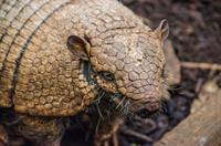 armadillo-2457593_960_720.jpg