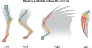 YCUZD_230824_5481_hordaiņu priekšējās ekstremitātes skelets_2.png