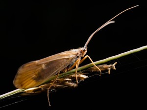 Shutterstock_220097386_caddisfly_makstene.jpg