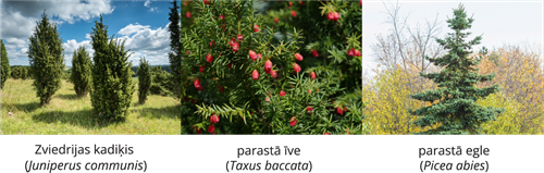 YCUZD_251216_7842_Augu_sistem_7 (1).png