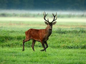 shutterstock_2470182787_red deer_staltbriedis.jpg