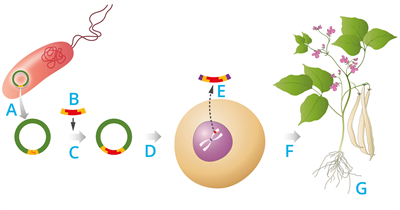 YCUZD_250402_7181_bio_klonesana_1.png