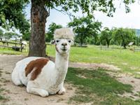 Shutterstock_2465002105_alpaca_alpaka.jpg