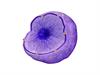 Shutterstock_2365459631_nucleus_kodols.jpg