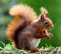 squirrel-493790_1920.jpg