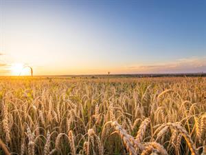 Shutterstock_2498143637_golden wheat field_kviešu lauks.jpg