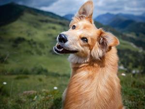 Shutterstock_1955662903_happy dog_priecīgs suns.jpg