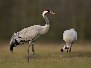 shutterstock_1834570615_crane_dzērve.jpg