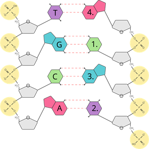 YCUZD_230914_5549_nukleotīdi_5.png