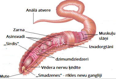 earthworm-cross-section.png