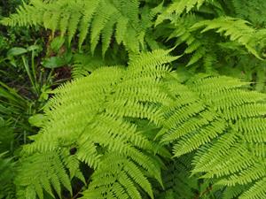 Shutterstock_213116746_fern_paparde.jpg
