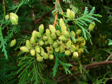 Thuja_occidentalis_003.png