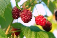 raspberries-1591565_1920mali.jpg