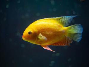 shutterstock_2568467423_fish_zivs.jpg
