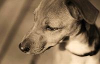 muzzle pix.jpg