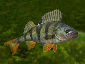 Shutterstock_1027437475_perch_asaris.jpg