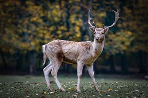 roe-deer-2634729_960_720.jpg