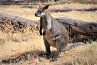 swamp-wallaby-pix.jpg