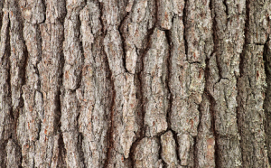 22-white-pine-bark.png