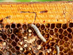 Shutterstock_2054013881_honeycomb moth_bišu šūnu kode.jpg