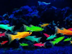 Shutterstock_1497248759_glofish_neona zivis.jpg