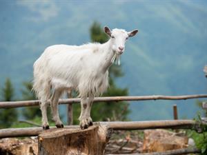 Shutterstock_340414985_goat_kaza.jpg