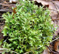Cetraria-Islandica-kerpis.png