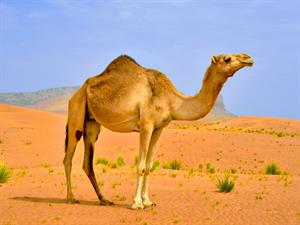 Shutterstock_1334723237_camel_kamielis.jpg