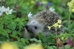 hedgehog-pix.jpg