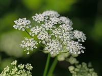 shutterstock_2144926069_ground elder_podagras gārsa.jpg