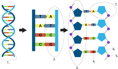YCUZD_230914_5549_DNS struktūra_ar cipariem_2.png