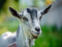 Shutterstock_1835445997_goat_kaza.jpg