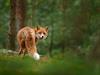 Shutterstock_749632714_fox_lapsa.jpg