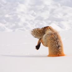 fox-snow_1547818i.jpg