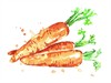 shutterstock_545977486_watercolor carrot illustration_akvareļu burkānu ilustrācija.jpg