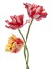 Shutterstock_112336979_tulips_tulpes (1).jpg