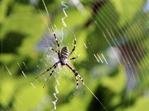Shutterstock_1853680030_spider_zirneklis.jpg