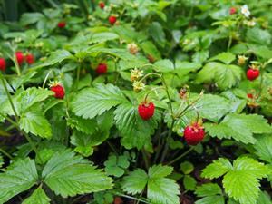 Shutterstock_408081013_wild strawberry_meža zemenes.jpg