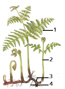 pteridium-whole-25011.png