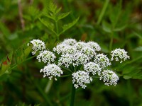 shutterstock_1041764419_cowbane_indīgais velnarutks.jpg