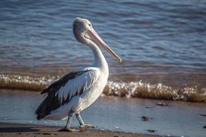 pelican-pix.jpg