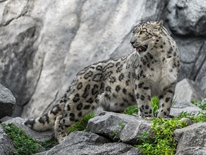 shutterstock_2456819791_snow leopard_sniega leopards.jpg