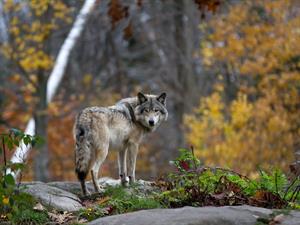 Shutterstock_1076752976_wolf_vilks.jpg