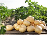 Shutterstock_1490705756_potatoes_kartupeļi.jpg